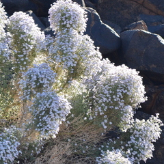 Jamesbrittenia ramosissima