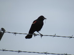 Agelaius phoeniceus caurinus