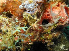 Achaeus japonicus