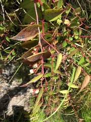 Gaultheria leucocarpa