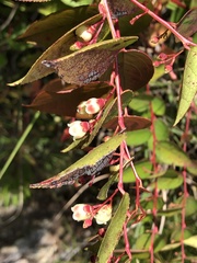 Gaultheria leucocarpa