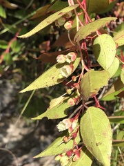 Gaultheria leucocarpa