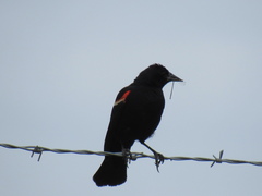 Agelaius phoeniceus caurinus