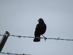 Agelaius phoeniceus caurinus