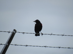 Agelaius phoeniceus caurinus