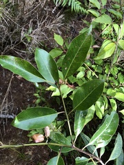 Ilex tugitakayamensis
