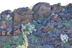 Jamesbrittenia ramosissima