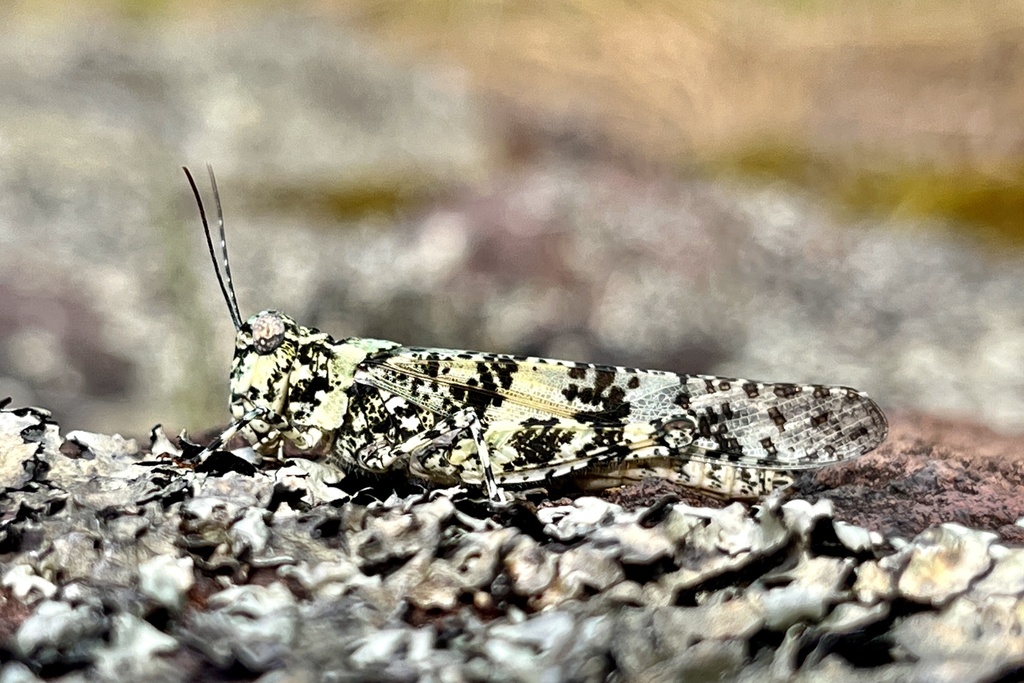 Trimerotropis