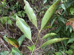 Ilex tugitakayamensis