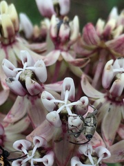 Geraeus senilis