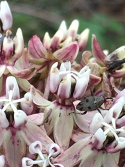Geraeus senilis