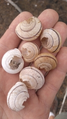 Helminthoglypta stiversiana