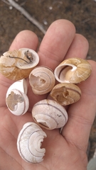 Helminthoglypta stiversiana