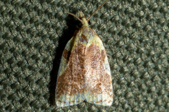 Cenopis niveana