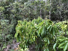 Schima superba superba