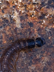 Orohermes crepusculus