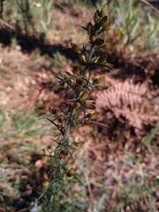 Ulex europaeus