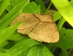 Zanclognatha laevigata