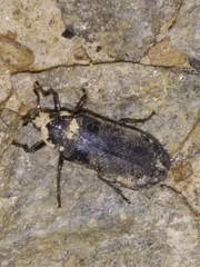 Sandalus petrophya