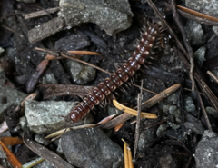 Kepolydesmus anderisus