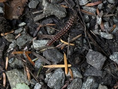 Kepolydesmus anderisus
