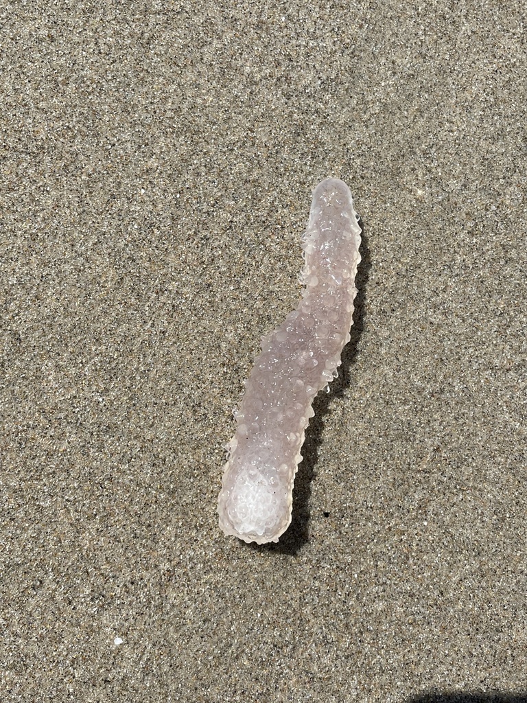 Pyrosoma atlanticum from El Matador State Beach, Malibu, CA, US on July ...