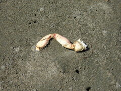 Metacarcinus magister