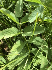Sanguisorba stipulata