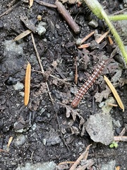 Kepolydesmus anderisus