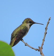 Chrysolampis mosquitus
