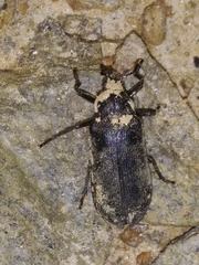 Sandalus petrophya