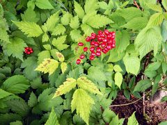 Actaea rubra rubra