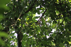 Hypoedaleus guttatus