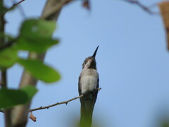 Chrysolampis mosquitus