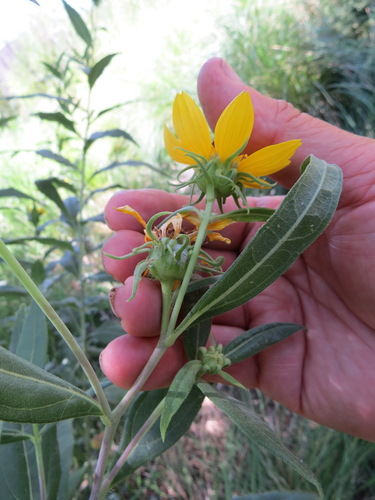 Image of Helianthus californicus by (c) Garth Harwood, some rights reserved (CC BY)