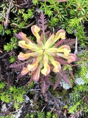 Pedicularis labradorica