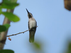 Chrysolampis mosquitus