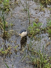 Nycticorax nycticorax