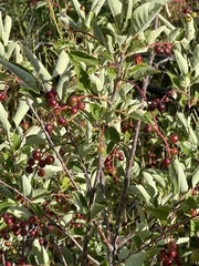 Prunus virginiana
