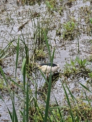 Nycticorax nycticorax
