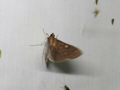 Herpetogramma sphingealis