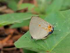 Iaspis andersoni