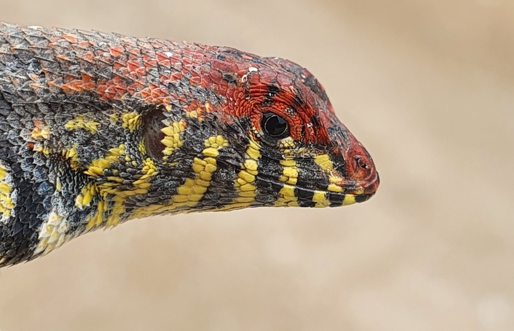Boulder Spiny Lizard