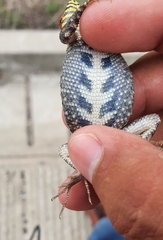 Sceloporus pyrocephalus