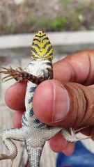 Sceloporus pyrocephalus