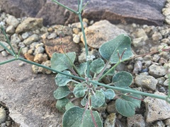 Eriogonum rotundifolium
