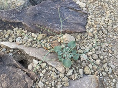 Eriogonum rotundifolium
