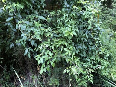 Clematis peterae lishanensis