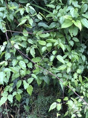 Clematis peterae lishanensis