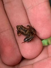 Eleutherodactylus planirostris